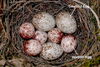 nest with two different types of eggs