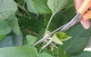 scissors cutting leaves