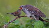 big bird yelling at small bird