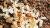 leaf-litter ants