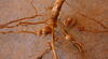 a root-like microbe