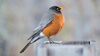 bird with orange chest and grey wings