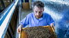 man holding honeycomb with bees