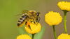 bee getting pollen from a yellow flower