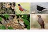 five different species of birds