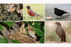 five different species of birds