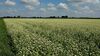 field of buck wheat