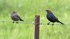 two birds perched on barbed wire