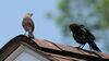 two birds on a roof