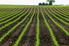 field of corn that's not fully grown