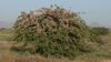 locusts on a shrub