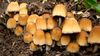 brown mushrooms