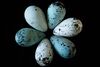 six pointy blue eggs