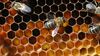 honeybees at their nest