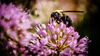 bee getting nectar from purple flower