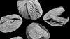 microscopic image of fossilized pollen grain