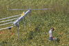 woman standing in a field