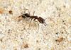 an ant with big mandibles