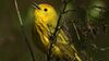 a yellow bird facing up