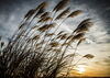 miscanthus at sunset