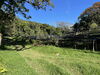 coffee farm land with trees and grass