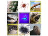 A collage of animals that can cause punctures
