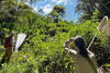 Two people with bug nets looking into a sunny forest