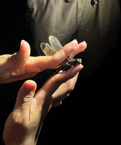 An insect being held between two hands with a dark background