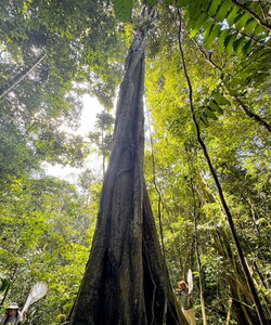A large tree reaching up into a green foilage