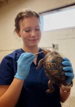 A photo of Maris Daleo working with a turtle