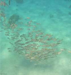 A school of fish in clear Caribbean water