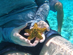 A photo of a starfish being held by a student underwater
