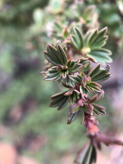 A green plant outside