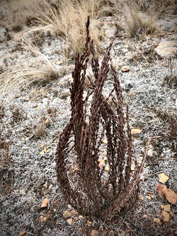 A dried out plant outside