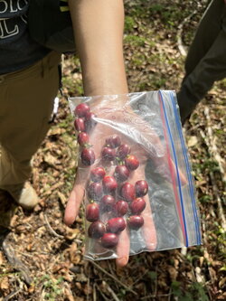 coffee cherries being held in a bag
