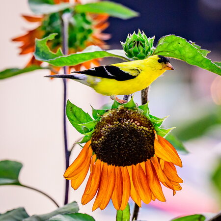 A canary on an orange cone flower